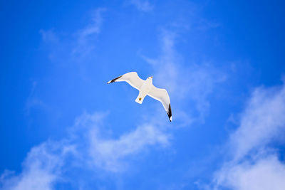 Low angle view of seagull flying against blue sky