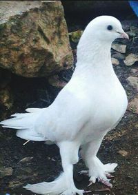 Close-up of white bird perching on water