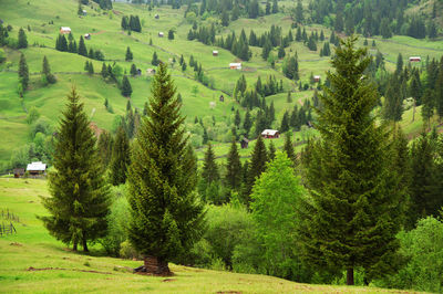 High angle view of trees on field