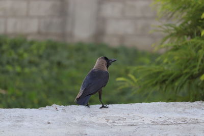 Bird perching on wall