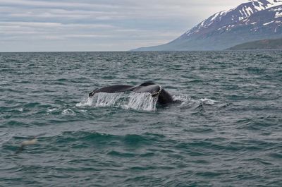 Humpback whale swimming in sea