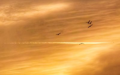 Low angle view of silhouette birds flying against orange sky