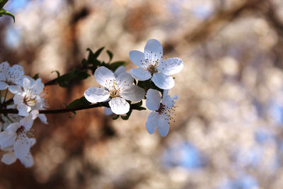 Close-up of cherry blossom