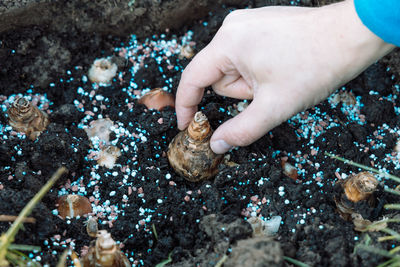 Hand sadi in soil-soil flower bulbs. hand holding a crocus bulb before planting in the ground