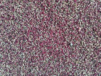 High angle view of pink flowers