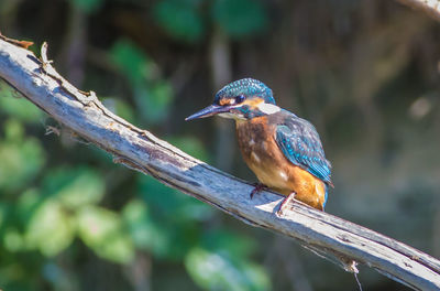 Bird perching on railing