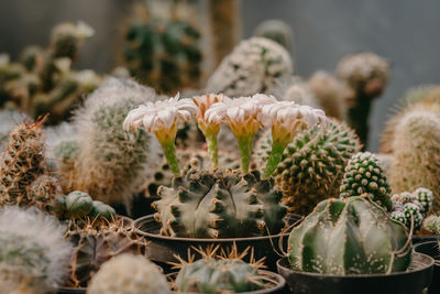 Close-up of cactus flower pot