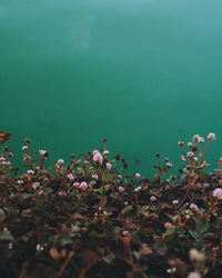 Flowering plants on field by lake