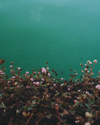 Flowering plants on field by lake