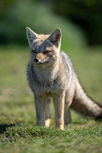 Portrait of fox on field