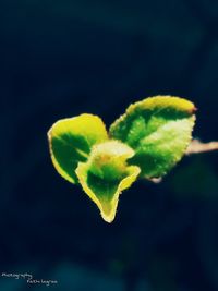 Close-up of green plant