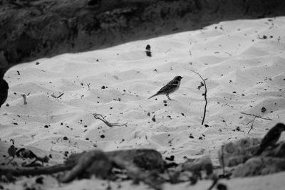 High angle view of insect on rock