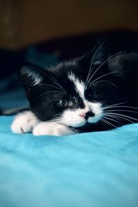 Adorable black and white kitten