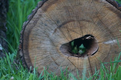 Close-up of cat on tree stump in forest