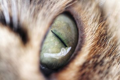 Close-up of cat eye