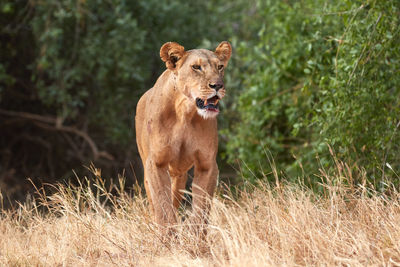Big lioness walking towards the camera
