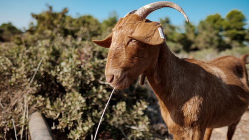 A goat is drinking with a straw, shallow focus, mount carmel, israel.