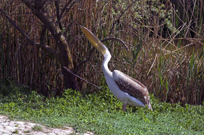 View of a bird on field