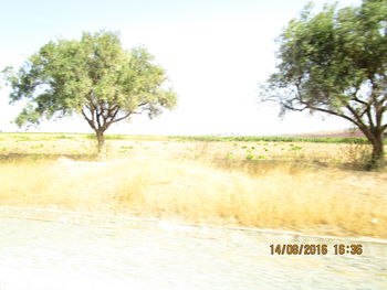 Trees on field against clear sky