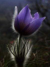 Close-up of purple flowers