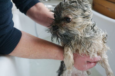 Cropped hands of person washing dog in bathtub at bathroom