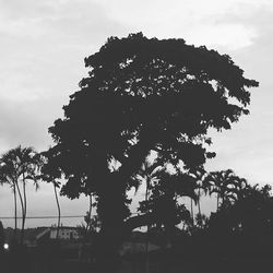 Low angle view of trees against sky