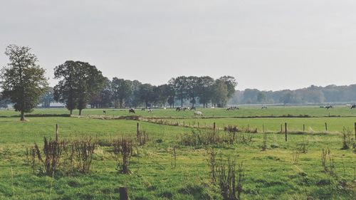 Trees on field against sky