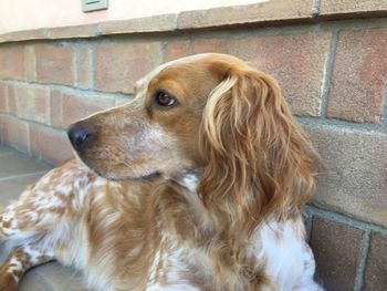 Close-up of a dog looking away