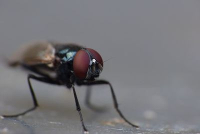 Close-up of fly