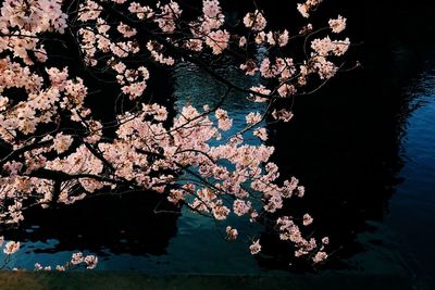 Cherry blossom tree by lake at night