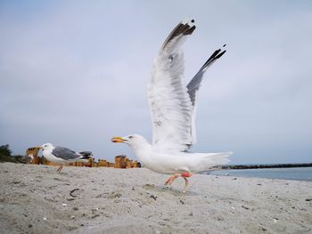 Seagull with open wings