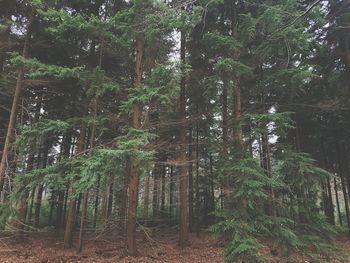 Trees in forest