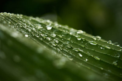Close-up of raindrops on plant