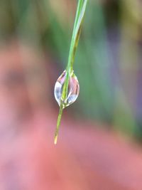Close-up of water drop on plant