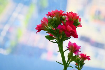 Close-up of red flowering plant