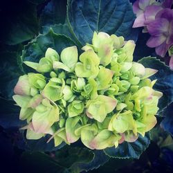 High angle view of hydrangea flowers