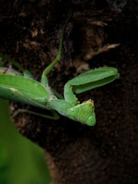 Close-up of green lizard on plant