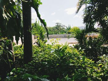 Plants by trees against sky