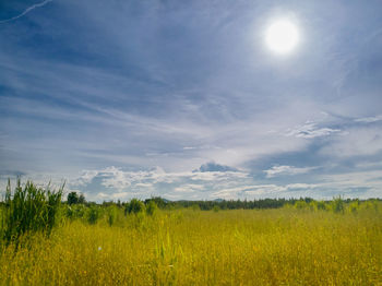 Scenic view of field against sky