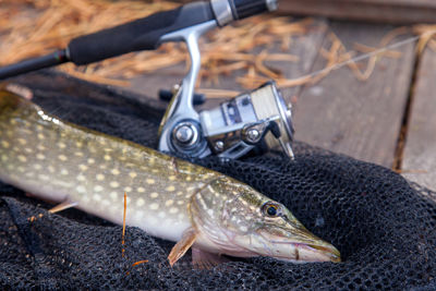 Close-up of fish