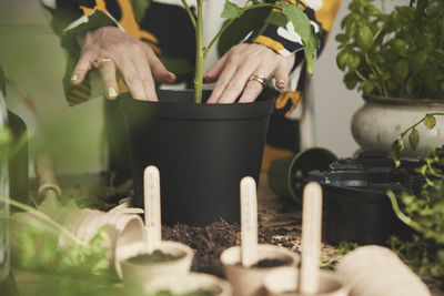 Woman planting herbs and tomato plants