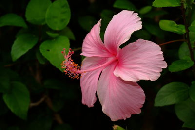 Close-up of pink hibiscus flower