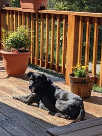 Dog relaxing in pot