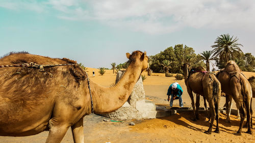 Horses in a desert