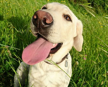 Close-up high angle view of dog on field