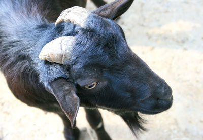 Close-up of goat