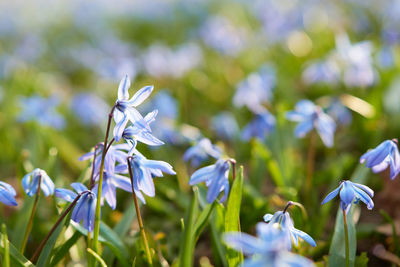 Close-up of purple flowering plant on field