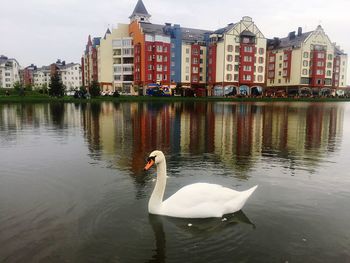 Swan swimming in lake against buildings