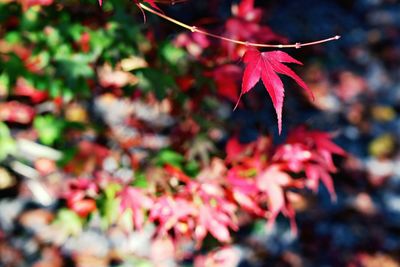 Close-up of leaves on twig