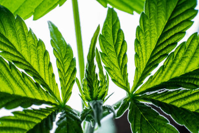 Close-up of fresh green leaves on plant